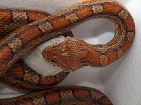 Corn snakes and Boa constrictor feeding - 02.18.2010 - 19.08.35