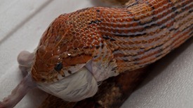 Corn snakes and Boa constrictor feeding - 02.18.2010 - 19.15.31