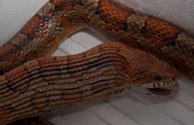 Corn snakes and Boa constrictor feeding - 02.18.2010 - 19.17.47