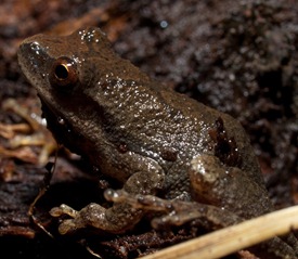 Spring Peeper - Psuedacris crucifer - 03.23.2010 - 20.51.04