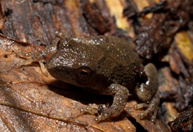 Spring Peeper - Psuedacris crucifer - 03.23.2010 - 20.52.04