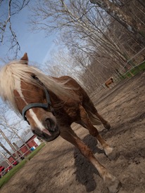 Horses - 04.03.2010 - 08.47.00