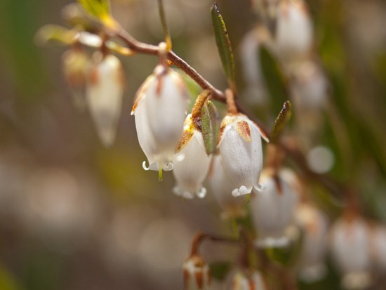 Leatherleaf flowers - Chamaedaphne calyculata - 04.10.2010 - 12.13.10