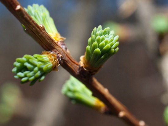 New Tamarack Growth - Larix laricina - 04.10.2010 - 12.18.52