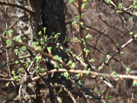 New Tamarack Growth - Larix laricina - 04.10.2010 - 12.26.05