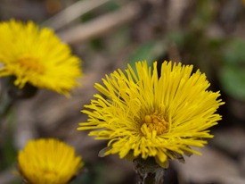 Spring Flowers - 04.02.2010 - 14.15.35