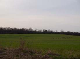 Deer and Farm with Dad - 04.04.2010 - 16.21.35