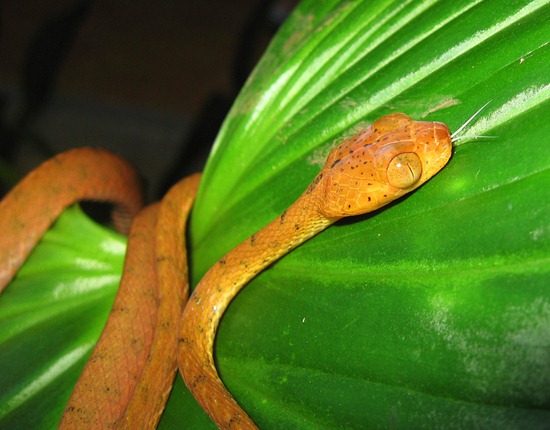 Imantodes inornates