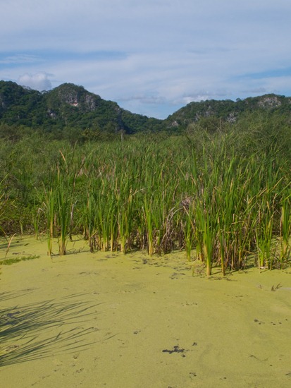 Catalina Wetland - 06.18.2010 - 09.03.48