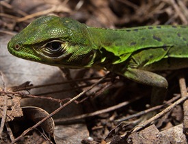 Iguanidae - Ctenosaura similis - 06.20.2010 - 15.18.04