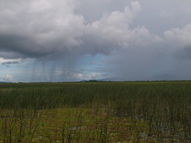 Rain in the Palo Verde Wetland - 06.21.2010 - 15.09.08