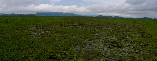 Wetland view - 06.15.2010 - 07.51.04_stitch
