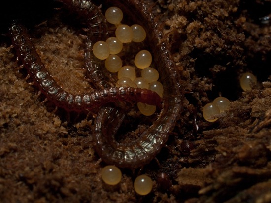 Centipede and eggs - 06.30.2010 - 10.20.53