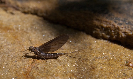 Emerging stone fly - 04.27.2010 - 10.31.34