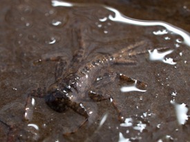 Mayfly larva - 04.02.2010 - 14.17.16