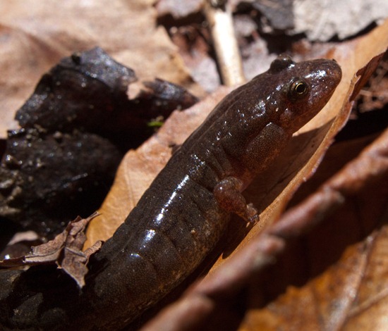 Northern Dusky Salamander - Desmognathus fuscus - 04.27.2010 - 10.49.36