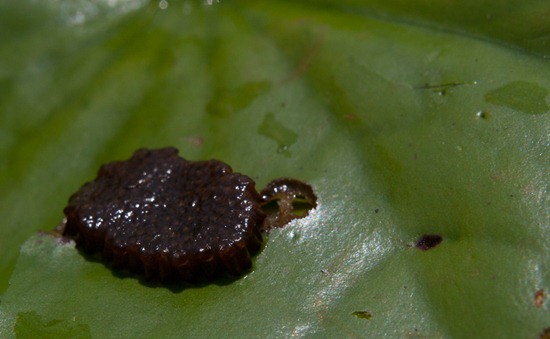Insect eggs on Nymphaea - 09.14.2010 - 11.43.47