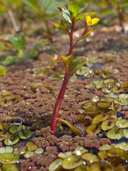 Onagraceaae - Ludwigia inclinata - 09.16.2010 - 11.13.52