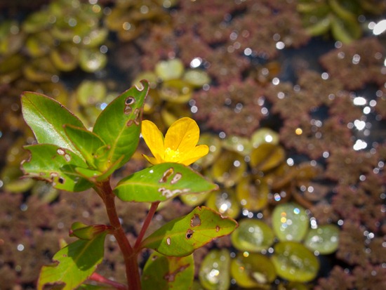 Onagraceaae - Ludwigia inclinata - 09.16.2010 - 11.14.10