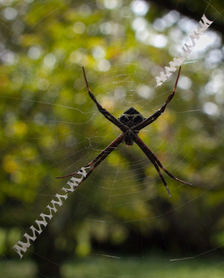 Orb weaver - 09.16.2010 - 10.29.59