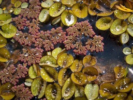 Salvinia minima and Azolla - 09.16.2010 - 11.14.24