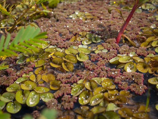 Salvinia minima and Azolla - 09.16.2010 - 11.14.36