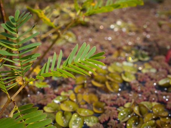 Salvinia minima and Azolla - 09.16.2010 - 11.14.40