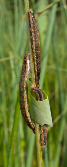Thalia skipper larvae - Hesperiidae - 09.16.2010 - 10.35.22