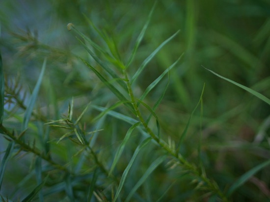 Three-way Sedge - Dulichium arundinaceum - 08.11.2010 - 17.21.33
