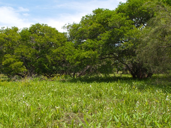 Lazaro Wetland - 06.27.2010 - 11.03.48