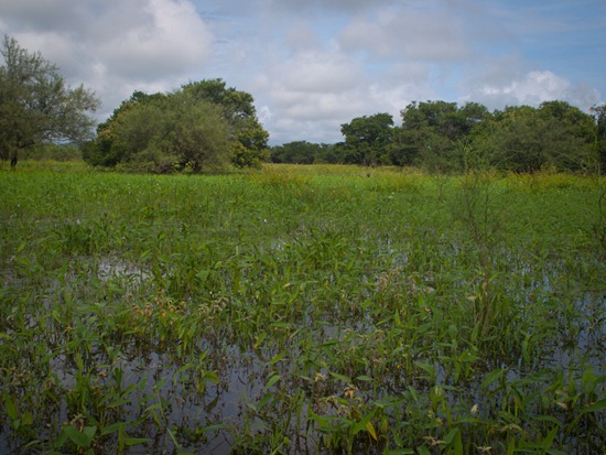 Lazaro Wetland - 07.07.2010 - 08.35.02
