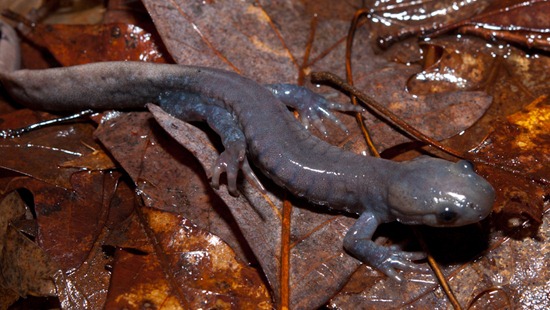Jefferson Salamander - Ambystoma jeffersonianum - 03.09.2011 - 22.18.11 Jefferson Salamander - Ambystoma jeffersonianum - 03.09.2011 - 22.18.11