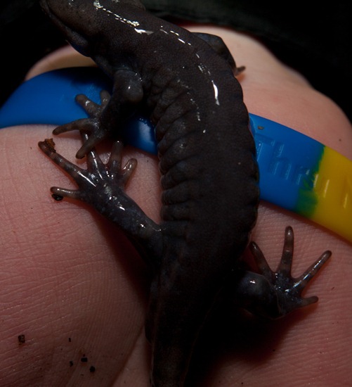 Jefferson Salamander - Ambystoma jeffersonianum - 03.09.2011 - 22.15.41