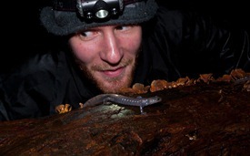 Jefferson Salamander - Ambystoma jeffersonianum - 03.09.2011 - 22.17.14