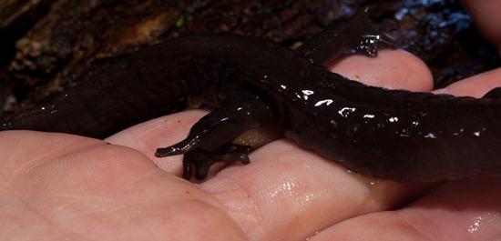 Jefferson Salamander - Ambystoma jeffersonianum - Deformed foot - 03.09.2011 - 21.38.45