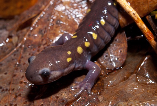 Spotted Salamander - Ambystoma maculatum - 03.09.2011 - 22.14.49