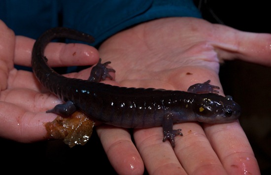 Spotted Salamander - Ambystoma maculatum - 03.09.2011 - 22.22.24