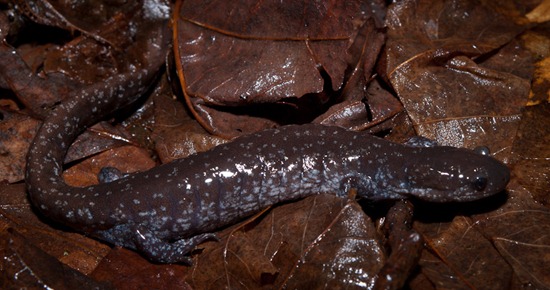 Unisexual Jefferson or Blue-spotted Salamander - Ambystoma laterale-jeffersonianum complex - 03.09.2011 - 21.20.55 Unisexual Jefferson or Blue-spotted Salamander - Ambystoma laterale-jeffersonianum complex - 03.09.2011 - 21.20.55