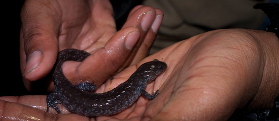 Unisexual Jefferson or Blue-spotted Salamander - Ambystoma laterale-jeffersonianum complex - 03.09.2011 - 21.19.12 Unisexual Jefferson or Blue-spotted Salamander - Ambystoma laterale-jeffersonianum complex - 03.09.2011 - 21.19.12