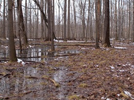 Vernal Pond with Jenn and Matt - 03.12.2011 - 13.19.13