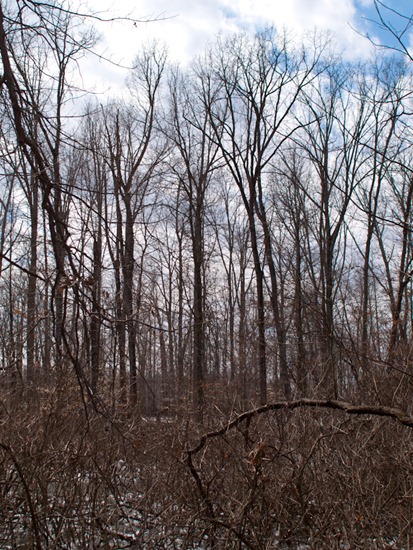 Vernal Pond with Jenn and Matt - 03.12.2011 - 13.17.30