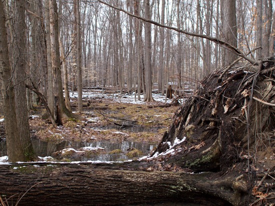 Vernal Pond with Jenn and Matt - 03.12.2011 - 13.16.46