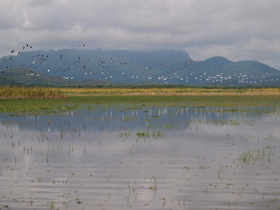White Ibis and Black-bellied Whistling-Duck - 05.29.2009 - 08.42.17
