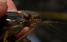 Berried Shrimp - 02.05.2010 - 11.37.05