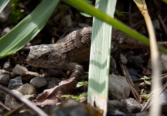 Northern Fence Lizard - Sceloporus undulatus - 09.25.2011 - 13.13.23