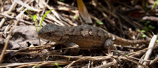 Northern Fence Lizard - Sceloporus undulatus - 09.25.2011 - 13.14.05