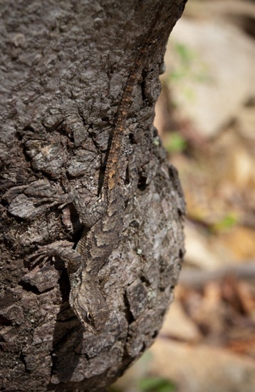 Northern Fence Lizard - Sceloporus undulatus - 09.25.2011 - 14.38.29