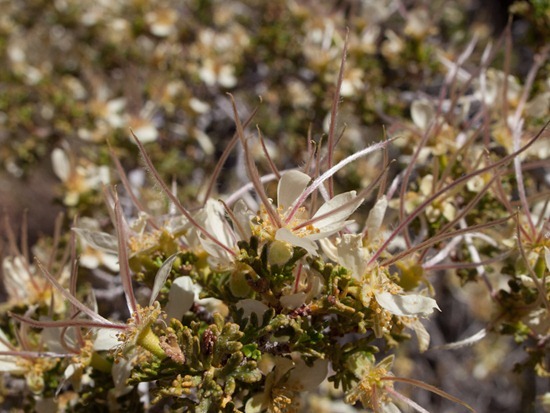 Apache plume - Fullugia paradoxa - Rosaceae - 05.03.2012 - 18.19.33
