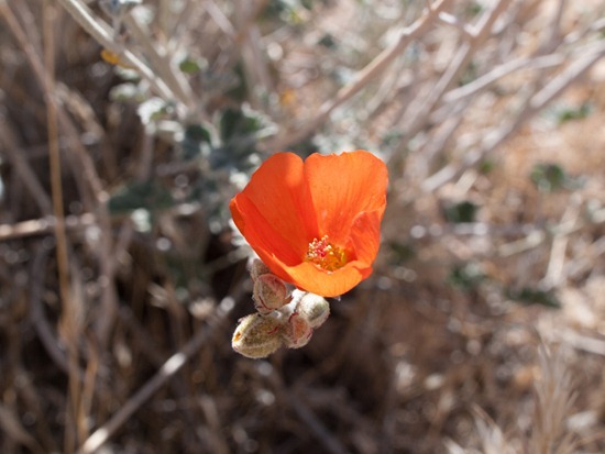 Apricot Mallow - Malvaceae - Sphaeralcea ambigua - 05.03.2012 - 18.02.10