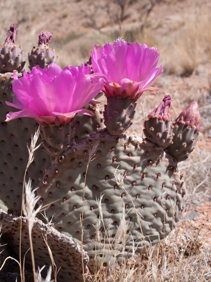 Beavertail cactus - Opuntia basilaris - 05.03.2012 - 17.56.11
